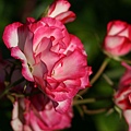 rose012.jpg