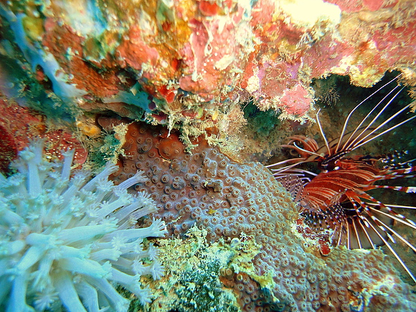 103 Zebra turkeyfish.jpg