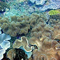 41 花環肉質軟珊瑚.jpg