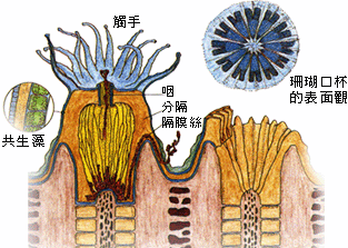 珊瑚蟲的構造.gif