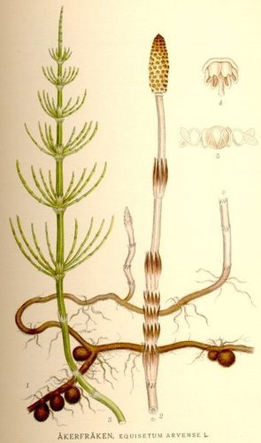 幸福藥草 香草herb Horsetail 馬尾草 木賊屬 問荊 Vs 藥草塔羅 聖杯5 藥草女巫 喬夏 的女巫藥草園 痞客邦 幸福藥草 香草herb Horsetail 馬尾草 木賊屬 問荊 Vs 藥草塔羅 聖杯5 藥草女巫 喬夏 的女巫藥草園 痞客邦