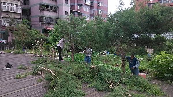 女巫藥草園茶樹收割