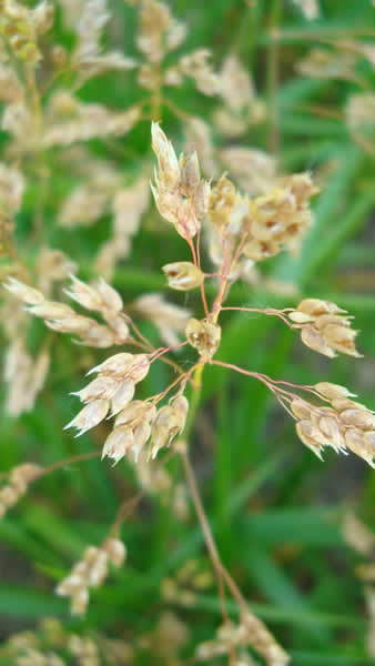 Hierochloe-odorata-Sweet-Grass-closeup