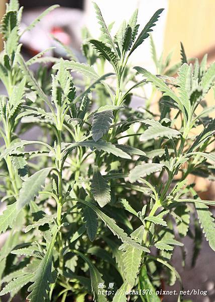 喬夏香草543專欄 Lavender薰衣草 藥草女巫 喬夏 的女巫藥草園 痞客邦 喬夏香草543專欄 Lavender薰衣草 藥草女巫 喬夏 的女巫藥草園 痞客邦