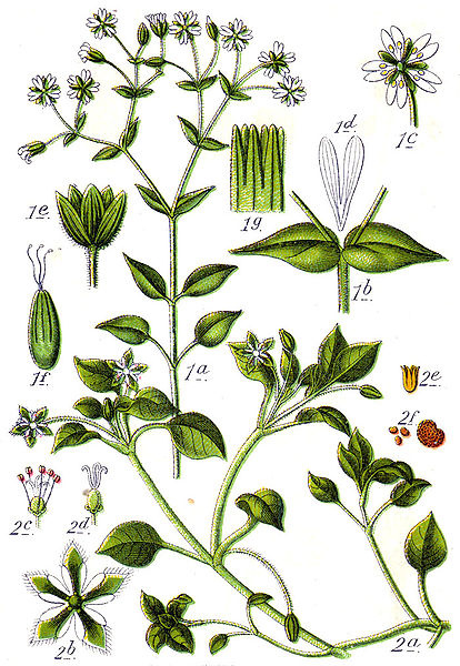 414px-Stellaria_spp_Sturm5.jpg