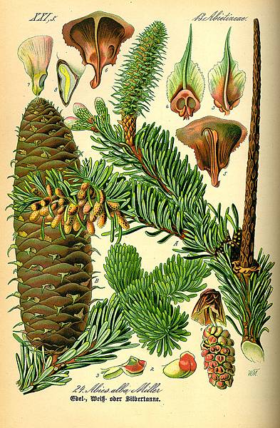 800px-Illustration_Abies_alba0.jpg