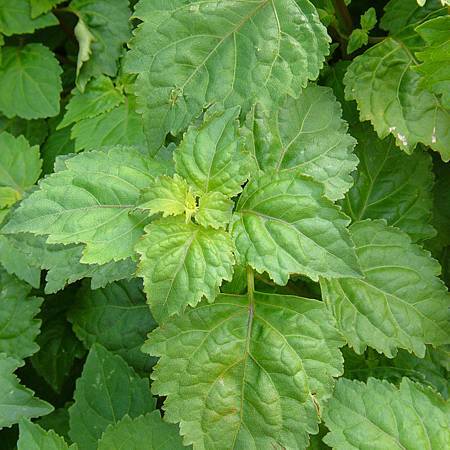 patchouli-pogostemon-cablin-palm-beach-medicinal-herbs.jpg patchouli-pogostemon-cablin-palm-beach-medicinal-herbs.jpg