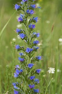 Echium_vulgare_L.jpg