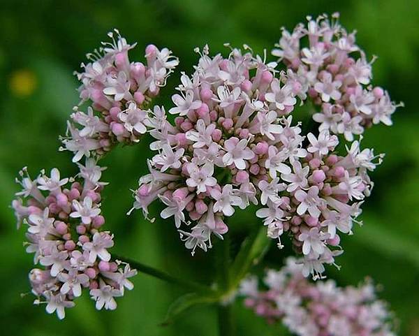 valeriana-valeriana-officinalis-50-gramas-de-raizes-D_NQ_NP_934058-MLB25729892480_072017-F.jpg valeriana-valeriana-officinalis-50-gramas-de-raizes-D_NQ_NP_934058-MLB25729892480_072017-F.jpg