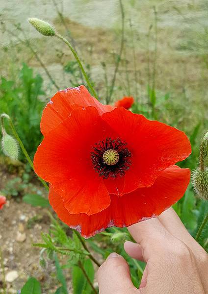 20160610_130057.jpg 20160610_130057.jpg