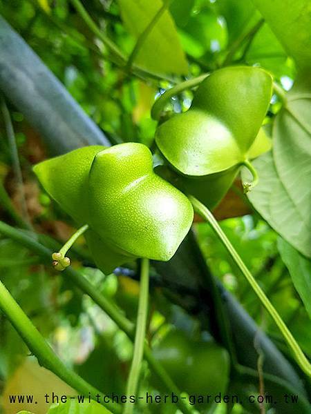 印加果20180707_164752 -500.JPG 印加果20180707_164752 -500.JPG