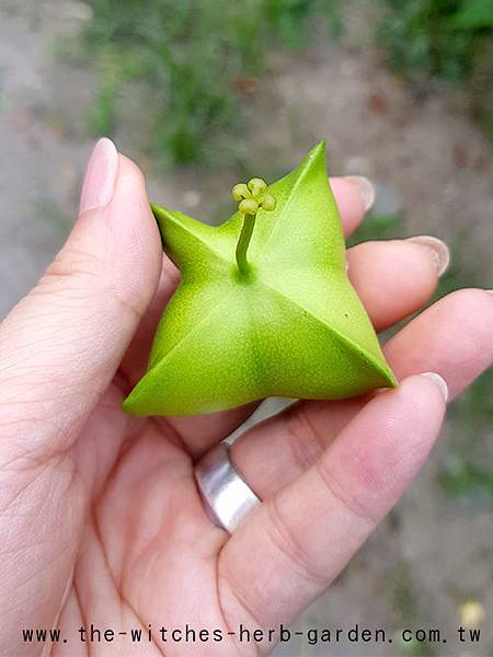 印加果20180707_165050-500.jpg 印加果20180707_165050-500.jpg