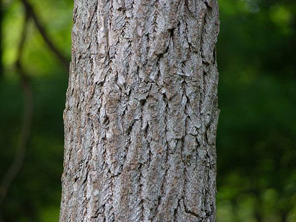 800px-Sassafras_albidum_Trunk_Bark_3264px.jpg