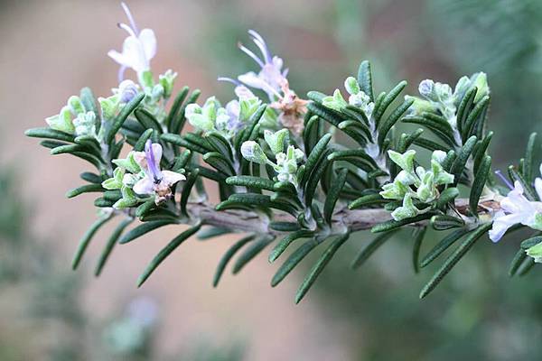 賽文海,喬夏陽明山攝影.jpg 賽文海,喬夏陽明山攝影.jpg