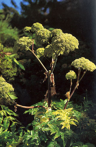 Angelica_archangelica_(1118596627).jpg