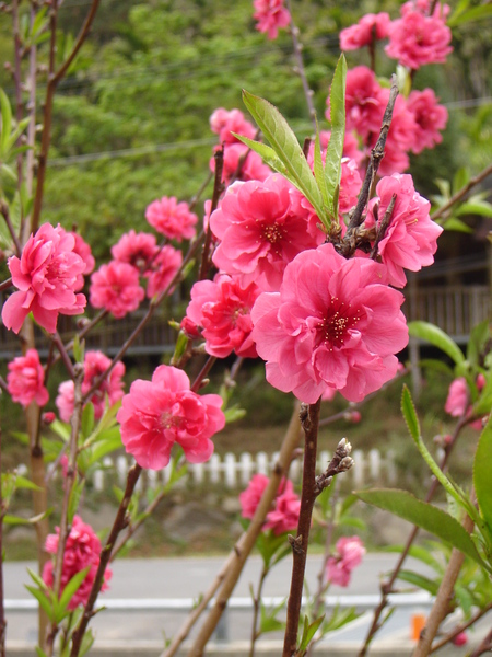 不知名的花！