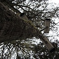 在木頭上裝監視器／多麼人道
