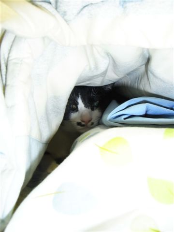築本／已經習慣跟我一起躲在棉被裡睡了