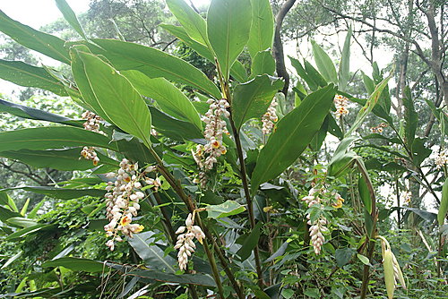 月桃花 風信子生活手扎 痞客邦