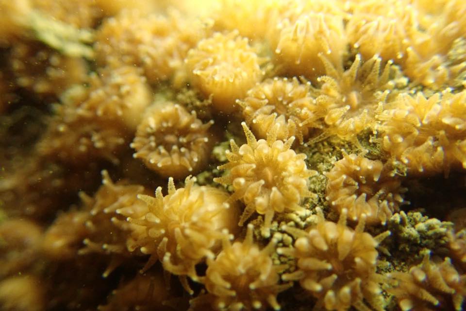 43500600_10205079107813114_3657314942039621632_n.jpg 43500600_10205079107813114_3657314942039621632_n.jpg