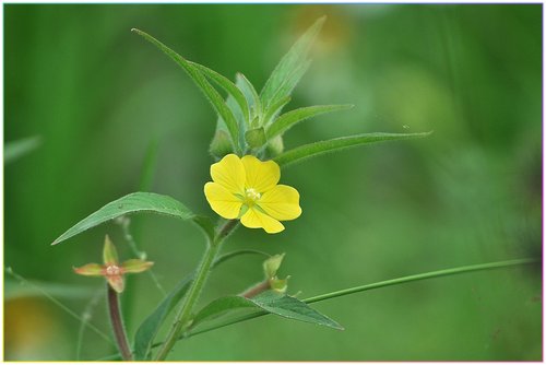 野花草 Joe的部落格圖話 痞客邦