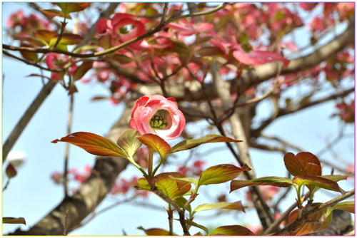 花水木 大花四照花 Joe的部落格圖話 痞客邦