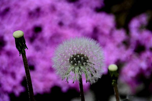 DSC_5961.jpg DSC_5961.jpg