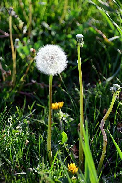 DSC_4222.jpg DSC_4222.jpg