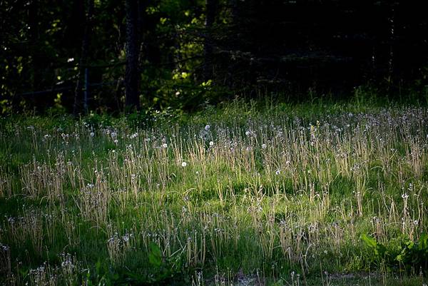 DSC_4226.jpg DSC_4226.jpg