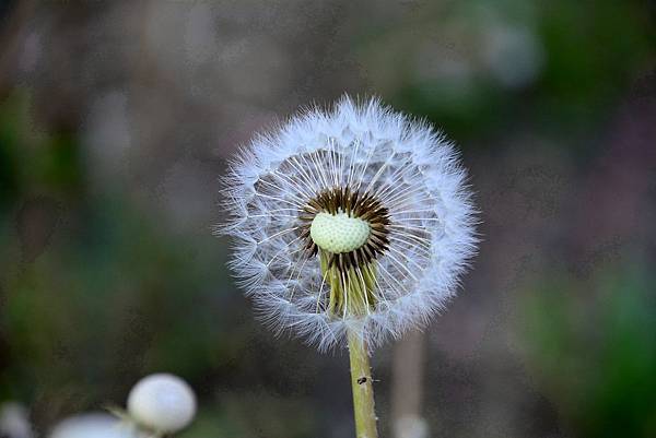 DSC_4416.jpg DSC_4416.jpg