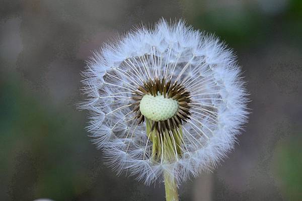 DSC_4436.jpg DSC_4436.jpg