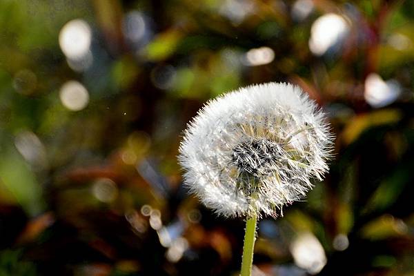 DSC_4438.jpg DSC_4438.jpg