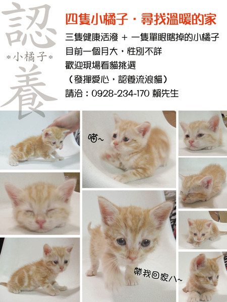 四隻小小貓.jpg