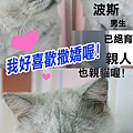 親人好貓.jpg