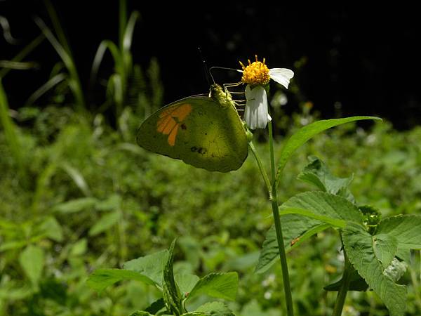 蓮花