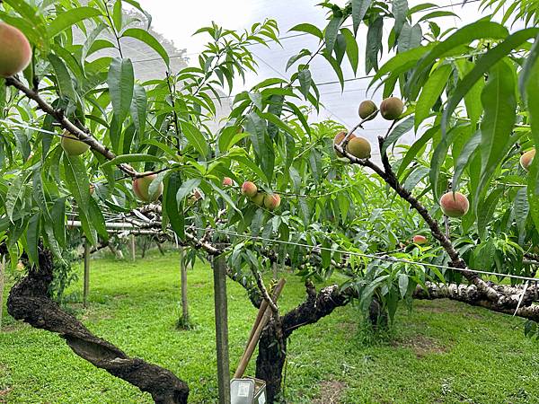 台中住宿推薦統一渡假村-台中谷關館 真的比你想的還要好玩