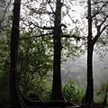 阿里山IMG_1313.JPG