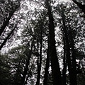 阿里山IMG_1276.JPG