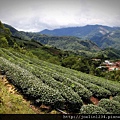 阿里山IMG_1484.JPG