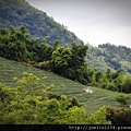 阿里山IMG_1493.JPG