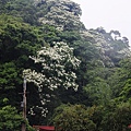 土城桐花步道IMG_9627