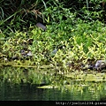 20120627宜蘭有機農村體驗IMG_4281