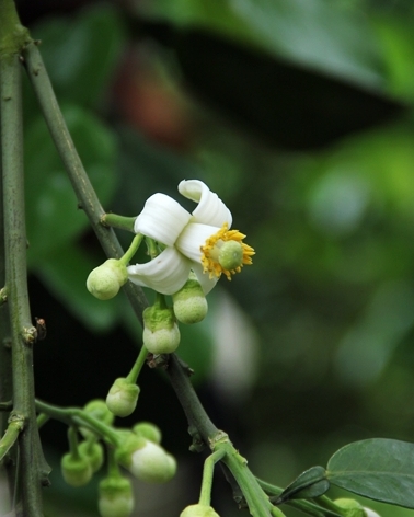 八里柚花IMG_5359