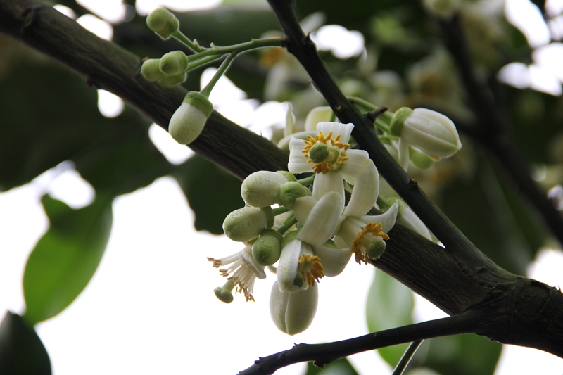 八里柚花IMG_5368