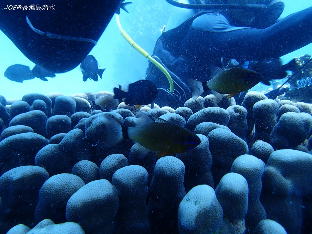 長灘島潛水