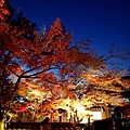 2013京都賞楓_永觀堂夜楓