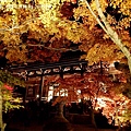 2013京都賞楓_永觀堂夜楓