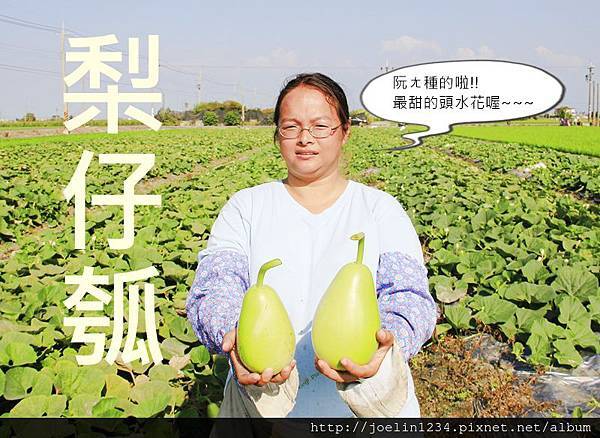 頭水花梨仔瓠瓜