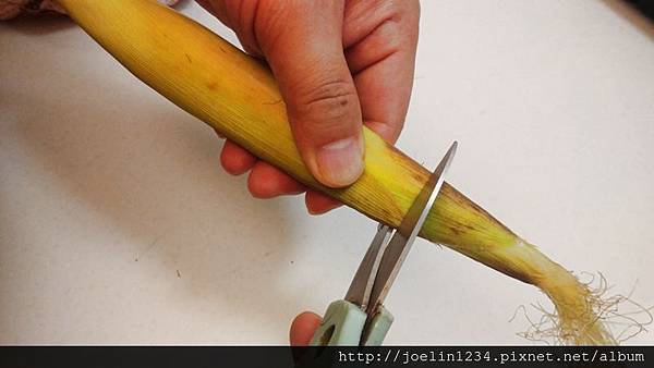 玉米筍整理方法