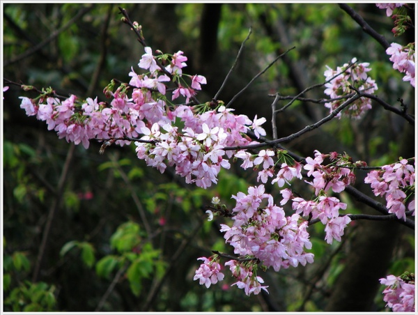 櫻花03.jpg